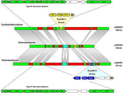 Plasmid Transfer in the Ocean – A Case Study from the Roseobacter Group